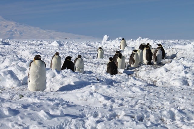 Antarctica: Emperor Penguins