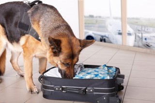 airport-dog