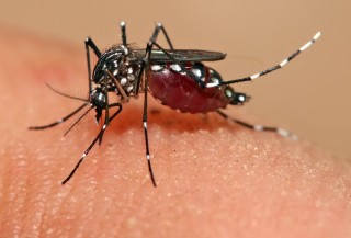 zanzara-zika