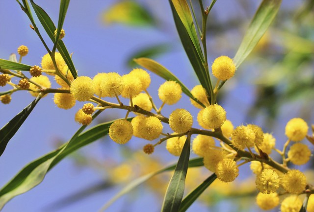 bright yellow flowers of mimosa