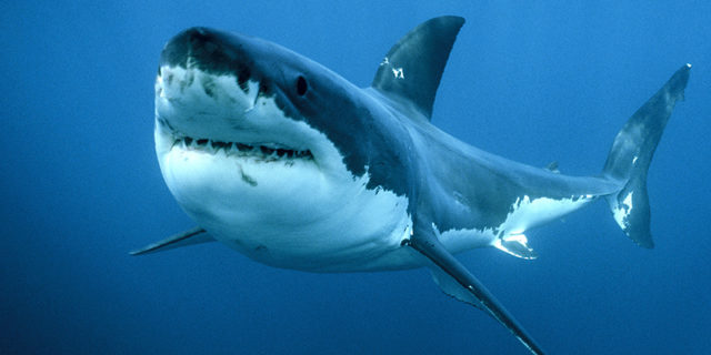 squalo-bianco