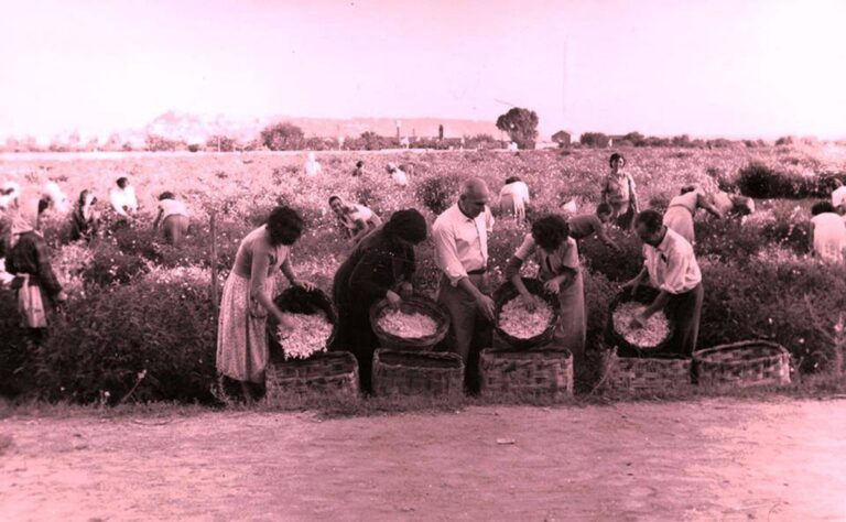 Le Gelsominaie Di Milazzo Storia Di Donne Che Rivendicarono I Propri