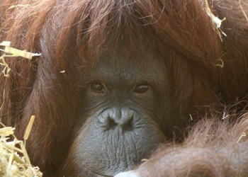 Tilda, l'orangotango che ha sviluppato un modo di comunicare simile a quello umano (foto:zoo di Colonia)