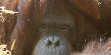 Tilda, l'orangotango che ha sviluppato un modo di comunicare simile a quello umano (foto:zoo di Colonia)