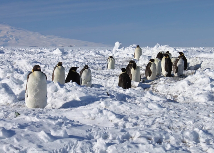 Antarctica: Emperor Penguins - Liveuniversity