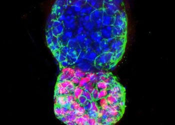 Embrione artificiale di 72 ore (fonte: Berna Sozen-Kaya, Zernicka-Goetz Lab, University of Cambridge)