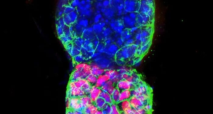 Embrione artificiale di 72 ore (fonte: Berna Sozen-Kaya, Zernicka-Goetz Lab, University of Cambridge)