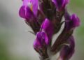 Oxytropis ocrensis - Ocre (47) - Liveuniversity