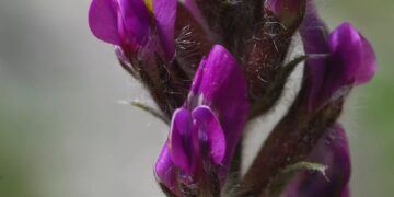 Oxytropis ocrensis - Ocre (47) - Liveuniversity