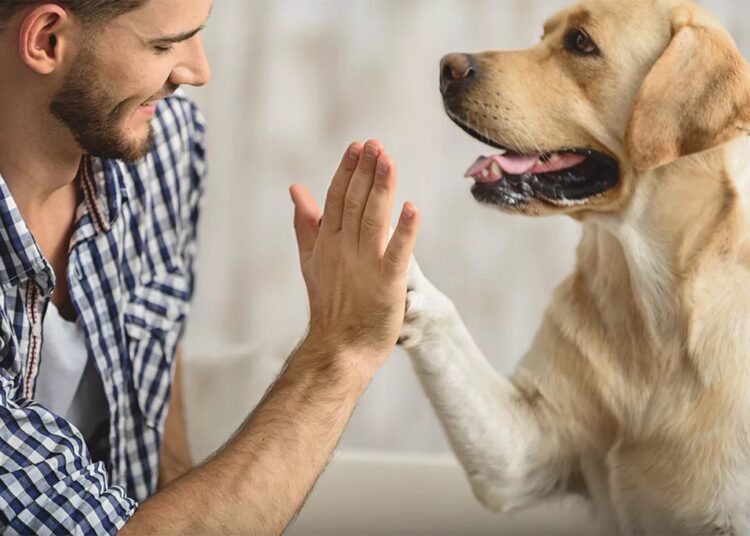 pet-therapy-studenti - Liveuniversity