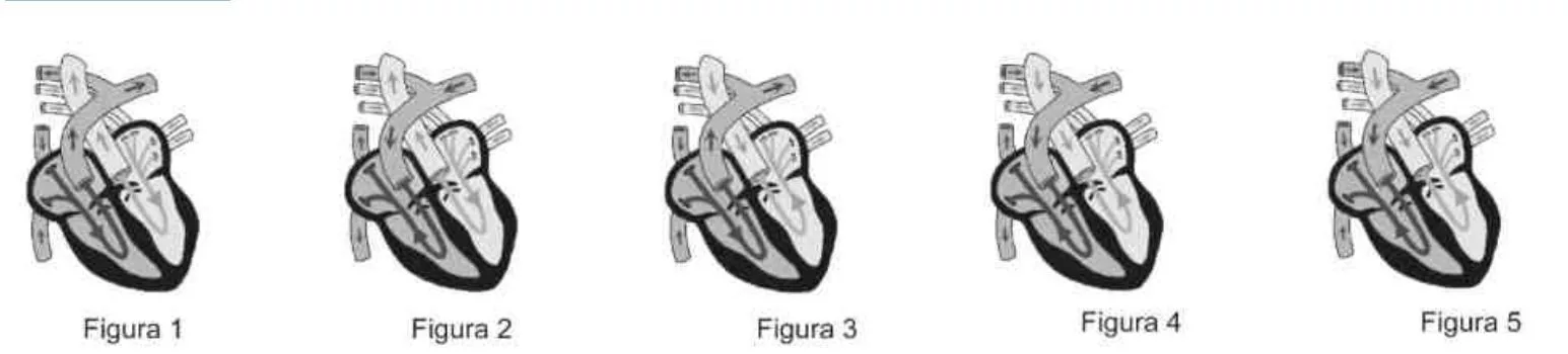 Quale delle figure rappresenta correttamente il flusso del sangue nel cuore e nelle arterie e vene ad esso connesse?