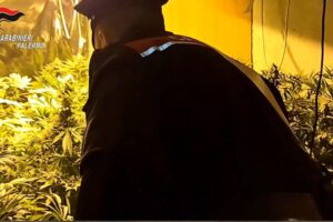 piantagione-cannabis
