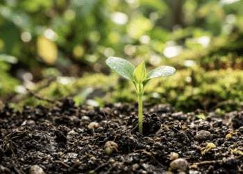 Università degli Studi di Palermo: al via il concorso fotografico “Il Futuro dell’ambiente attraverso i tuoi occhi”