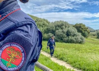 Palermo: blitz in un casolare a Montegrappa, scoperto laboratorio abusivo di stigghiole e allevamenti fantasma