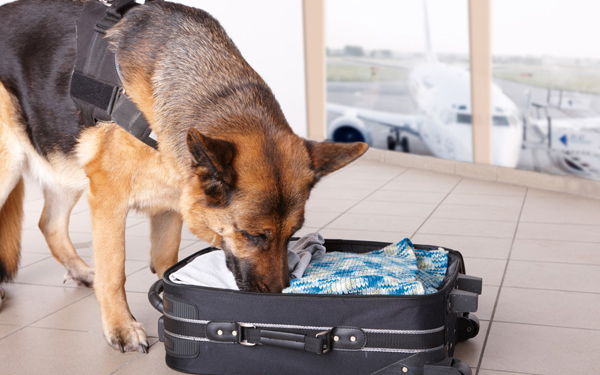 airport dog