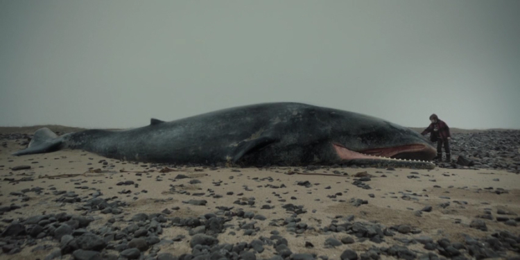 un fotogramma tratto dal corto whale valley danimarca islanda