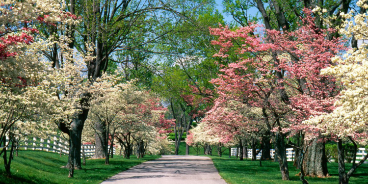 primavera