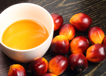 Oil palm fruits and bowl of cooking oil on black background