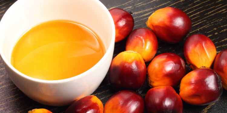 oil palm fruit and cooking oil