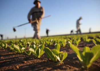 regione sicilia agricoltura