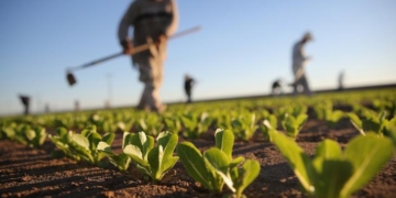 regione sicilia agricoltura