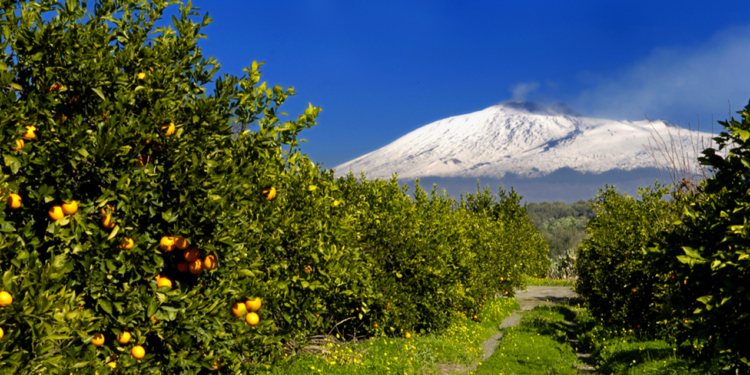 agrumi di sicilia