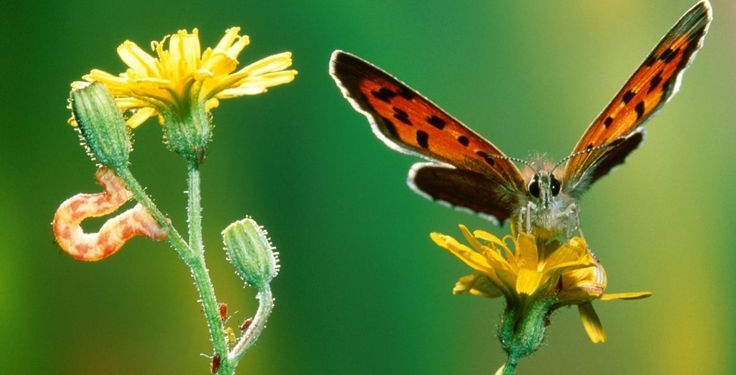 bruco mangia plastica scoperta biologa italiana