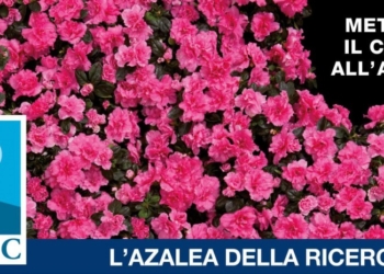 azalea airc