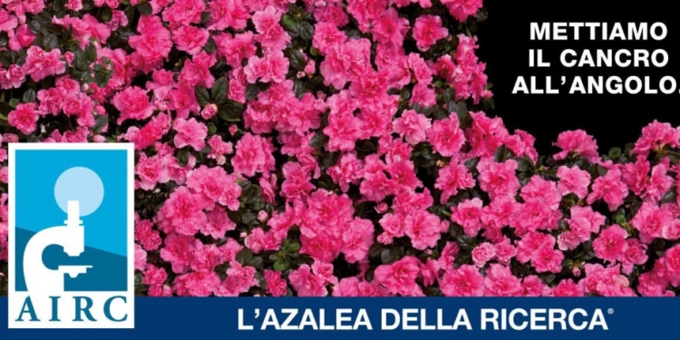 azalea airc