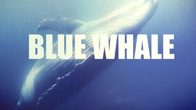 blue whale