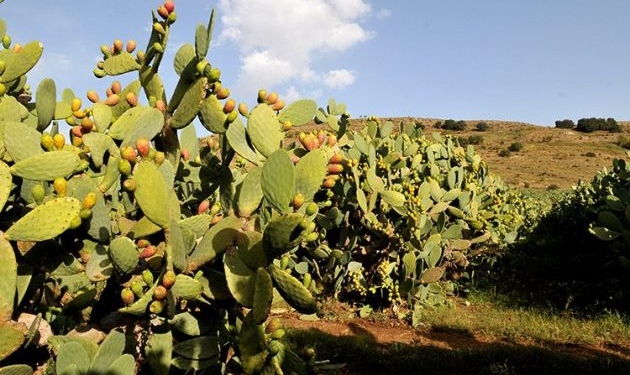 fico dindia etna