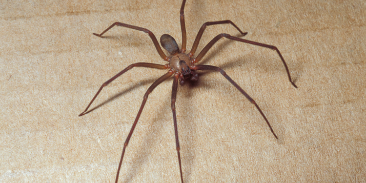 brown recluse