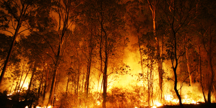 boschi incendi estivi