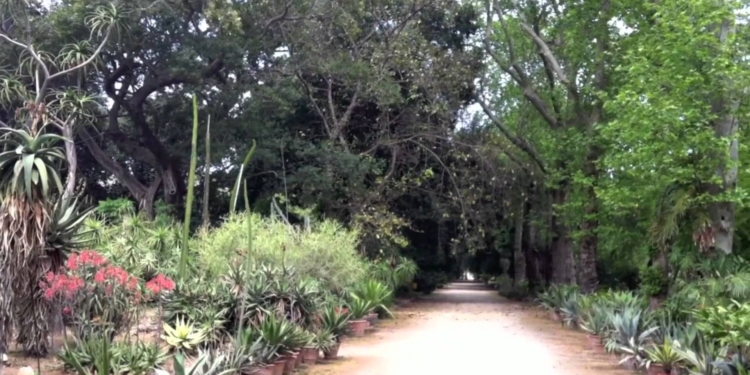 orto botanico palermo