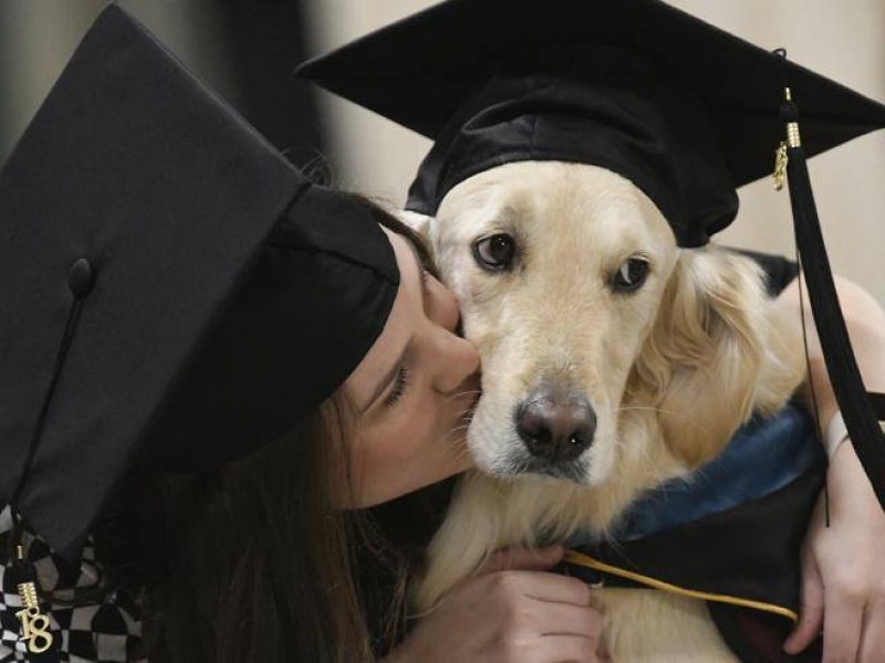 Aiuta studentessa disabile a studiare: laurea ad honorem per il cane Griffin