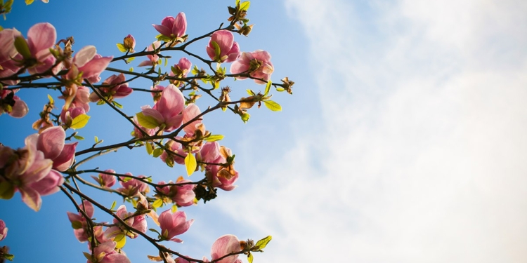 primavera fiori