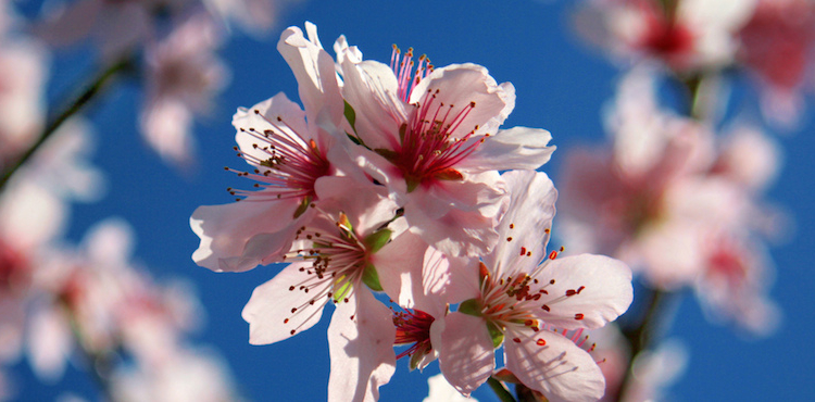 sagra del mandorlo in fiore 2019