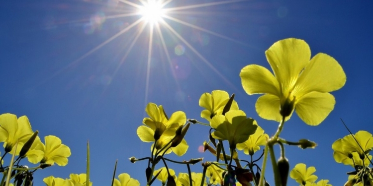 primavera sole fiori