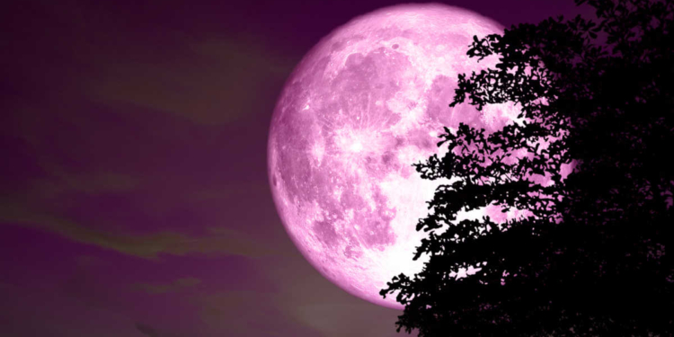 pink moon