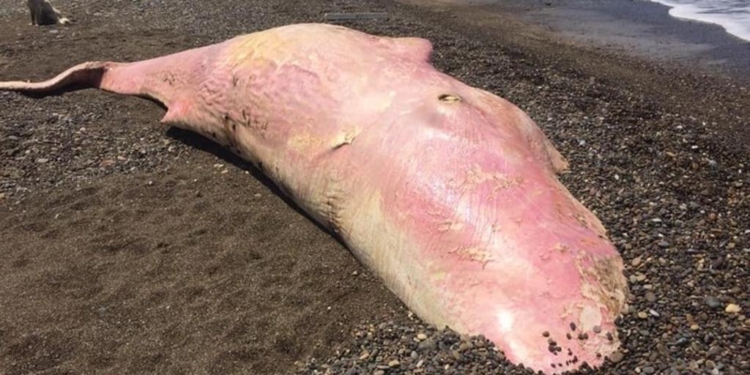 capidogli morti sicilia mare plastica