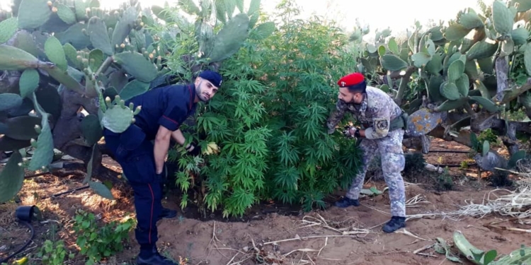 marijuana san michele ganzaria