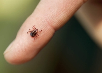 Wood Tick on finger