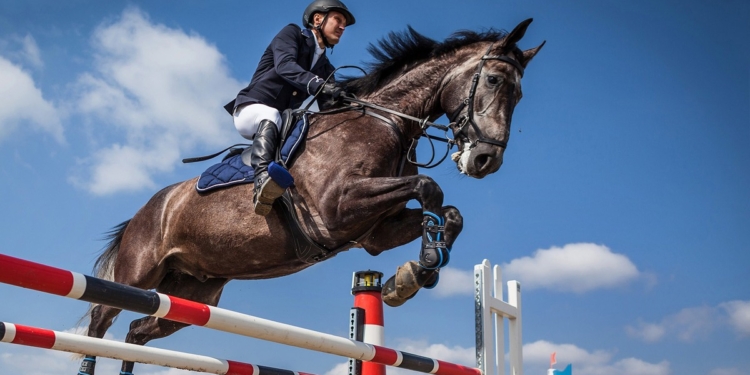 cavallo ambelia 2019