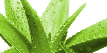 aloe vera