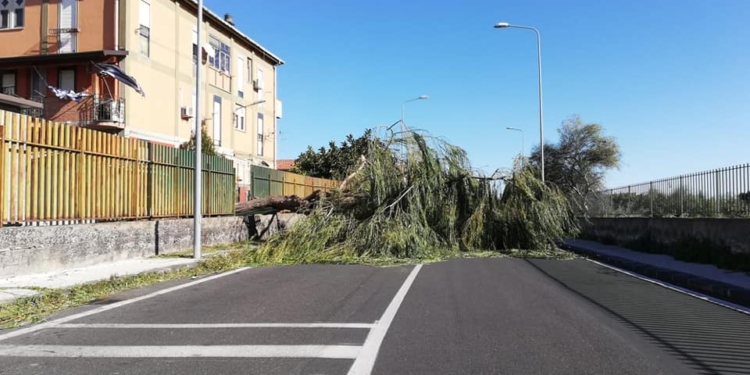 catania vento albero caduto