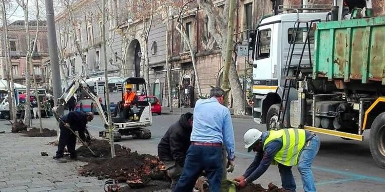 alberi catania