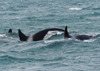 Ancora davanti all'imboccatura del porto di Voltri le 5 orche che da alcuni giorni sono state avvistate, dopo oltre 30 anni, nel mar Ligure. Gli esperti dell'Acquario di Genova ipotizzano che il cucciolo presente nel gruppo, possa essere in difficolta'. La madre sembra stia  cercando di aiutarlo con l'aiuto degli altri esemplari. Genova, 05 dicembre 2019.
ANSA/LUCA ZENNARO