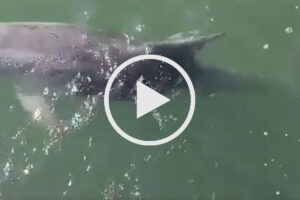 Video delfini porto Catania