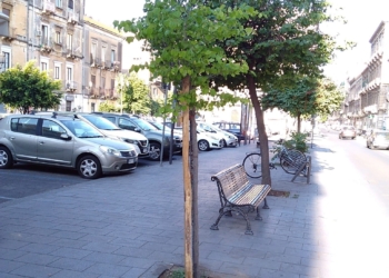 alberi catania