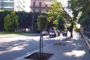 Alberi piantati a Catania